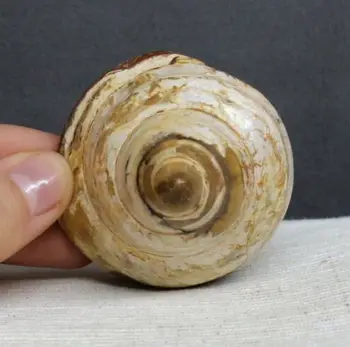 50g Úžasné Ammonite Shell Reiki Fosílnych